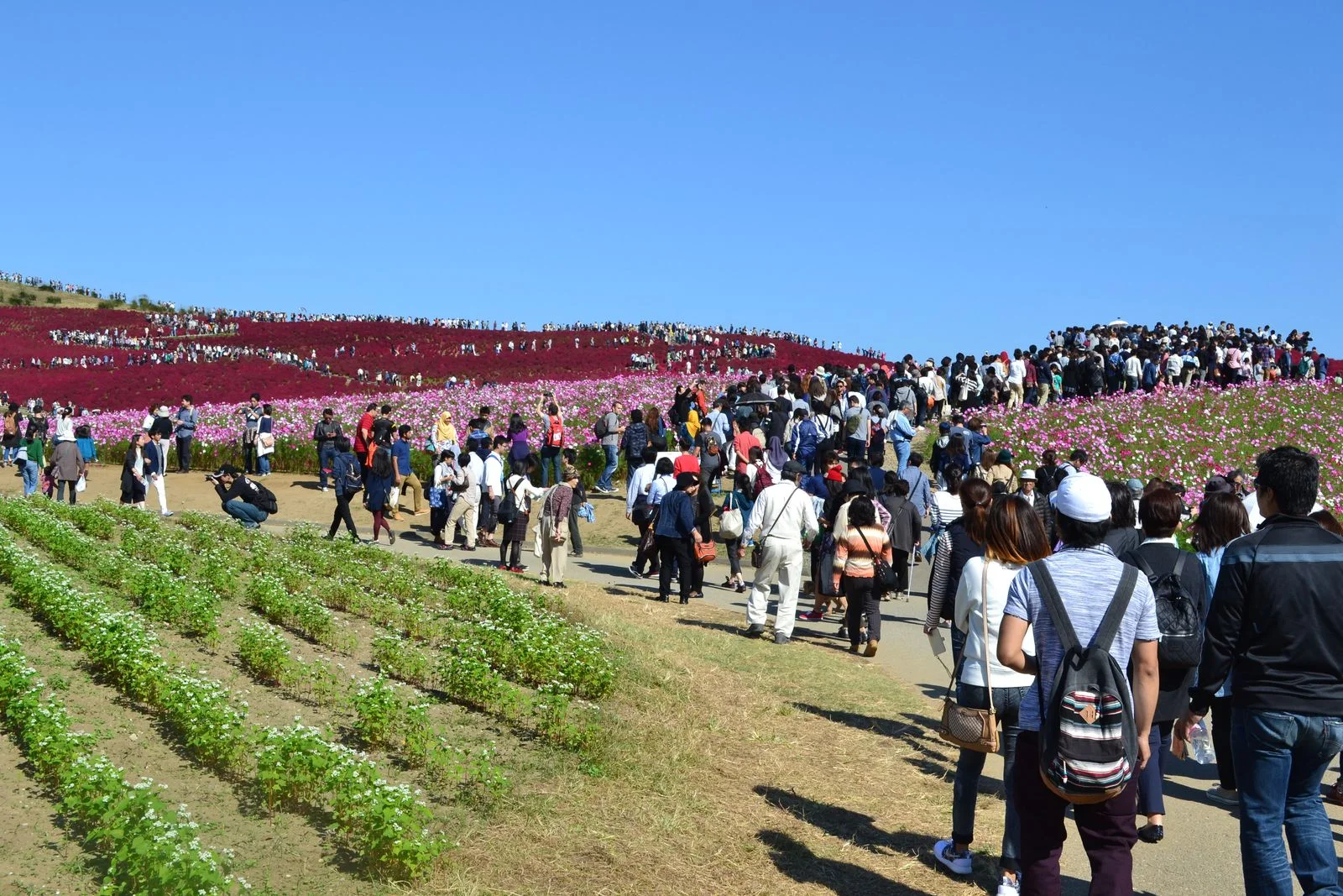 Kochia-covered hill at Hitachi Seaside Park during autumn, illustrating the large-colour-field day trip option