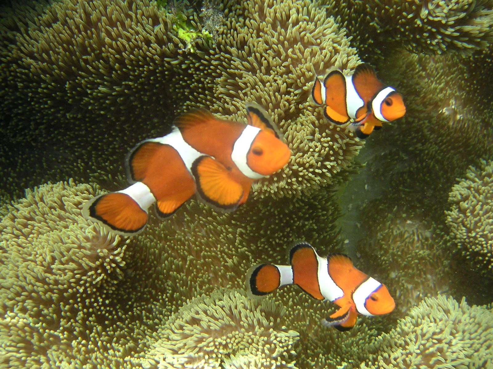 Miyakojima Diving: One Dive, Two Dives or Three? Your Flight Home Matters More Than the Upgrade — Japan travel guide