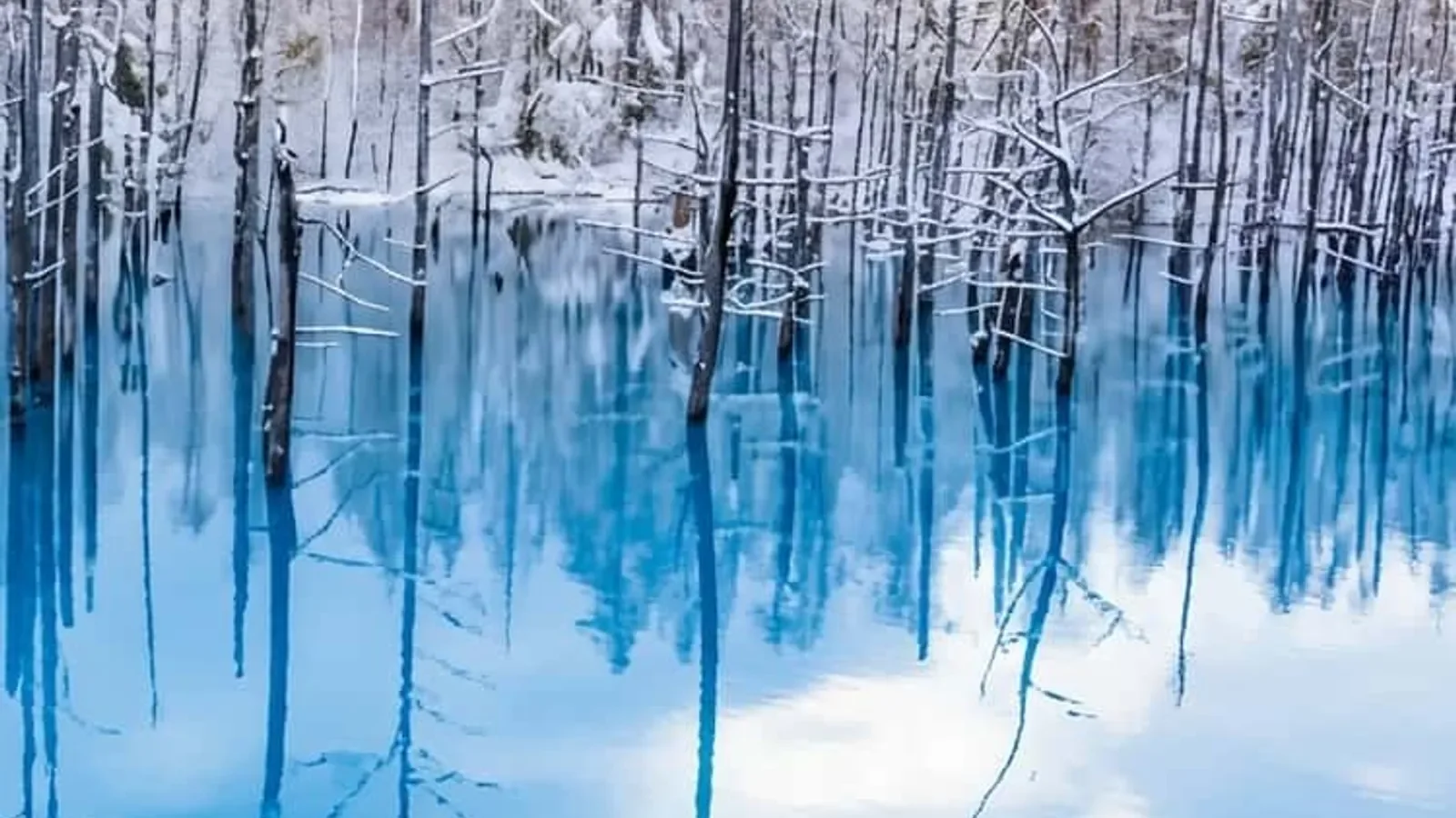 Hokkaido 7-Day Car Rental: Full Trip or Only Furano & Biei? — Japan travel guide