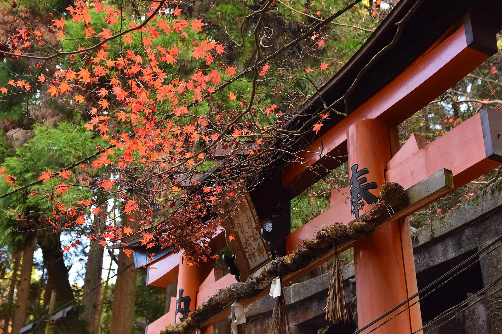 Fushimi Inari in Kyoto: solo travelers may move faster, but the one-day route still works best when it stays on one geographic line.