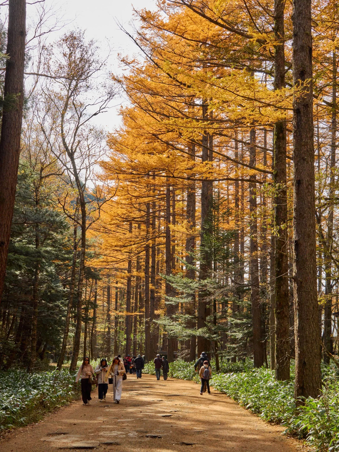 Kamikochi larch forest showing cool mountain conditions and long walking