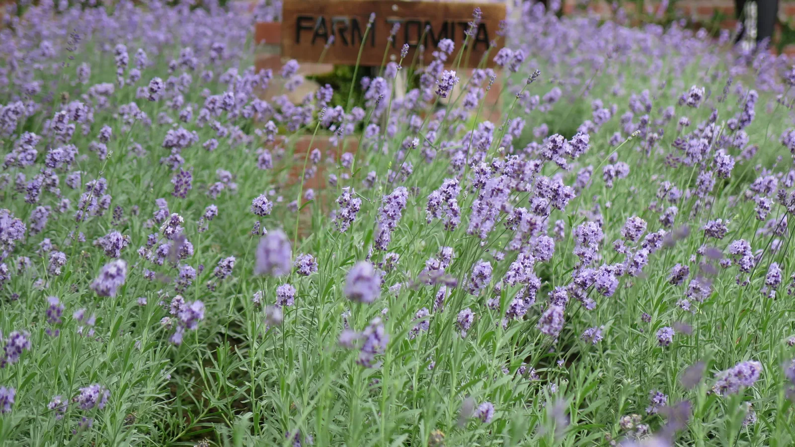 Farm Tomita’s lavender fields are worth sacrificing a full Sapporo day only when summer flowers are already the main trip priority