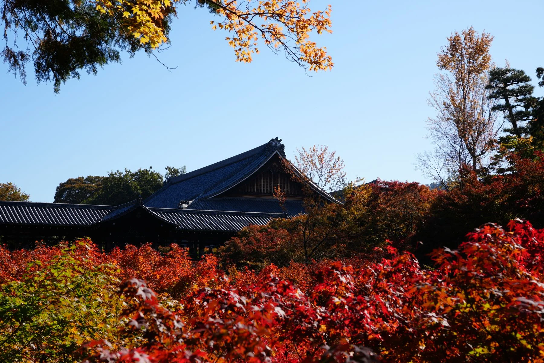 Kyoto temple foliage as an urban recovery and lower-elevation stage in a two-week trip