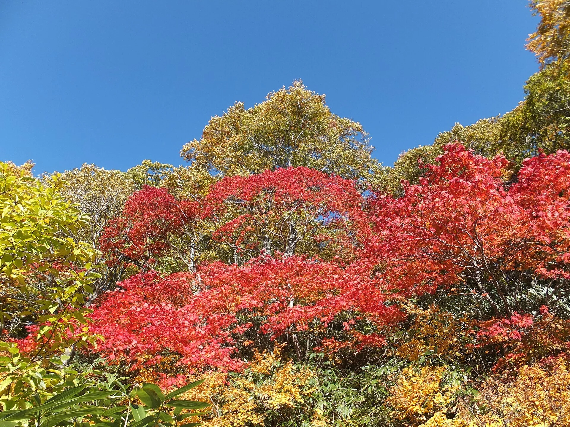 Naruko Gorge autumn leaves in a southern Tohoku five-day itinerary