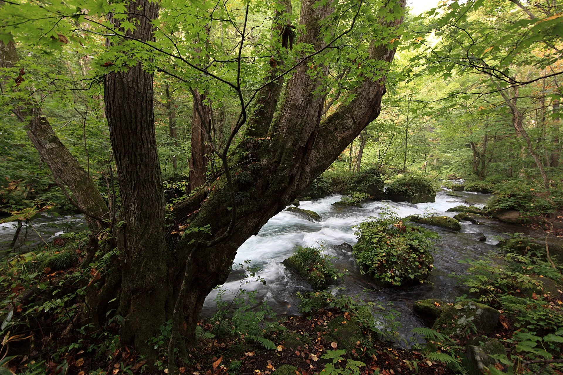 Forest trail and autumn stream between Ishigedo and Kumoi Falls in Oirase