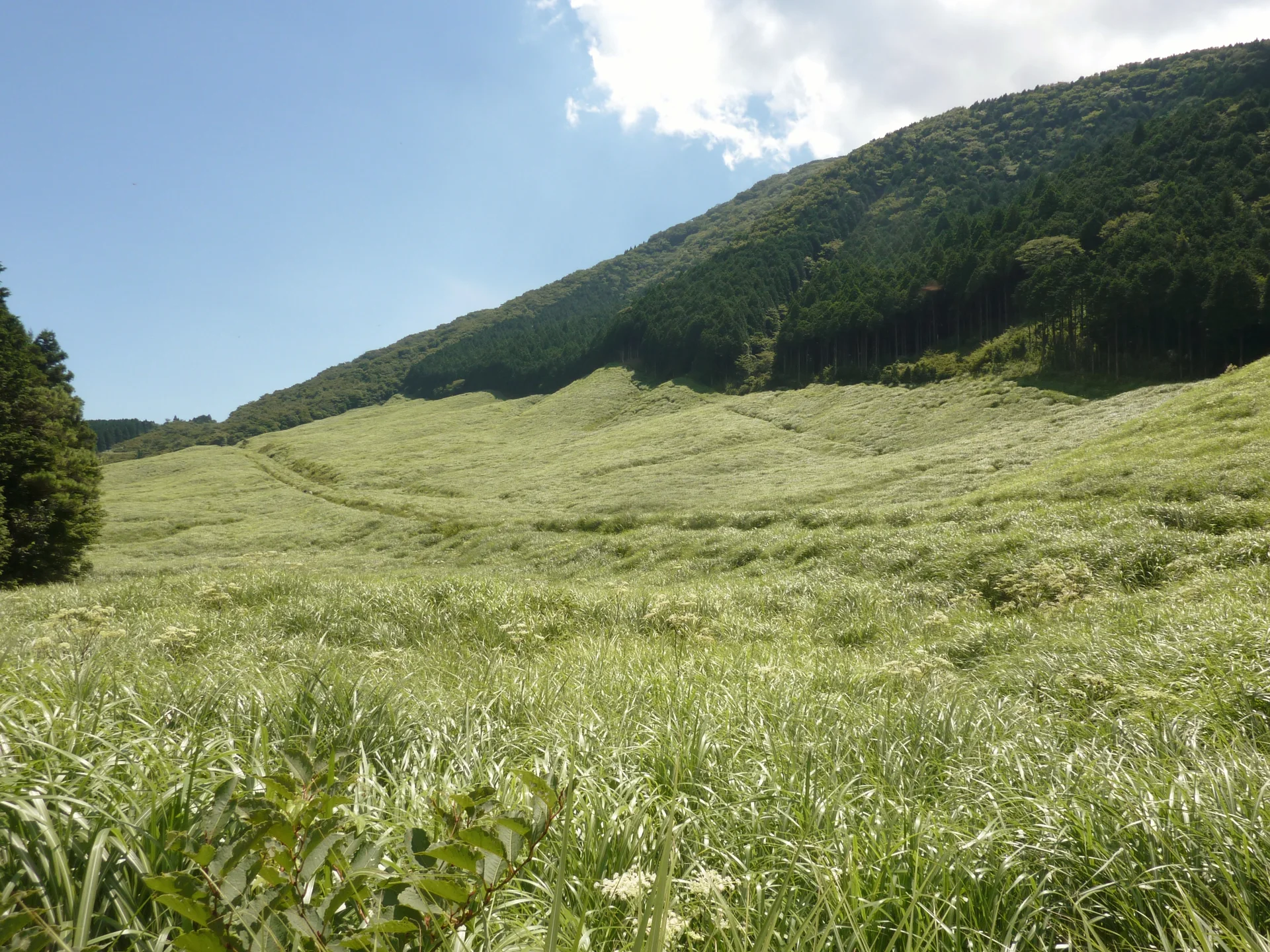 Sengokuhara pampas grass field and uphill walking path in autumn Hakone