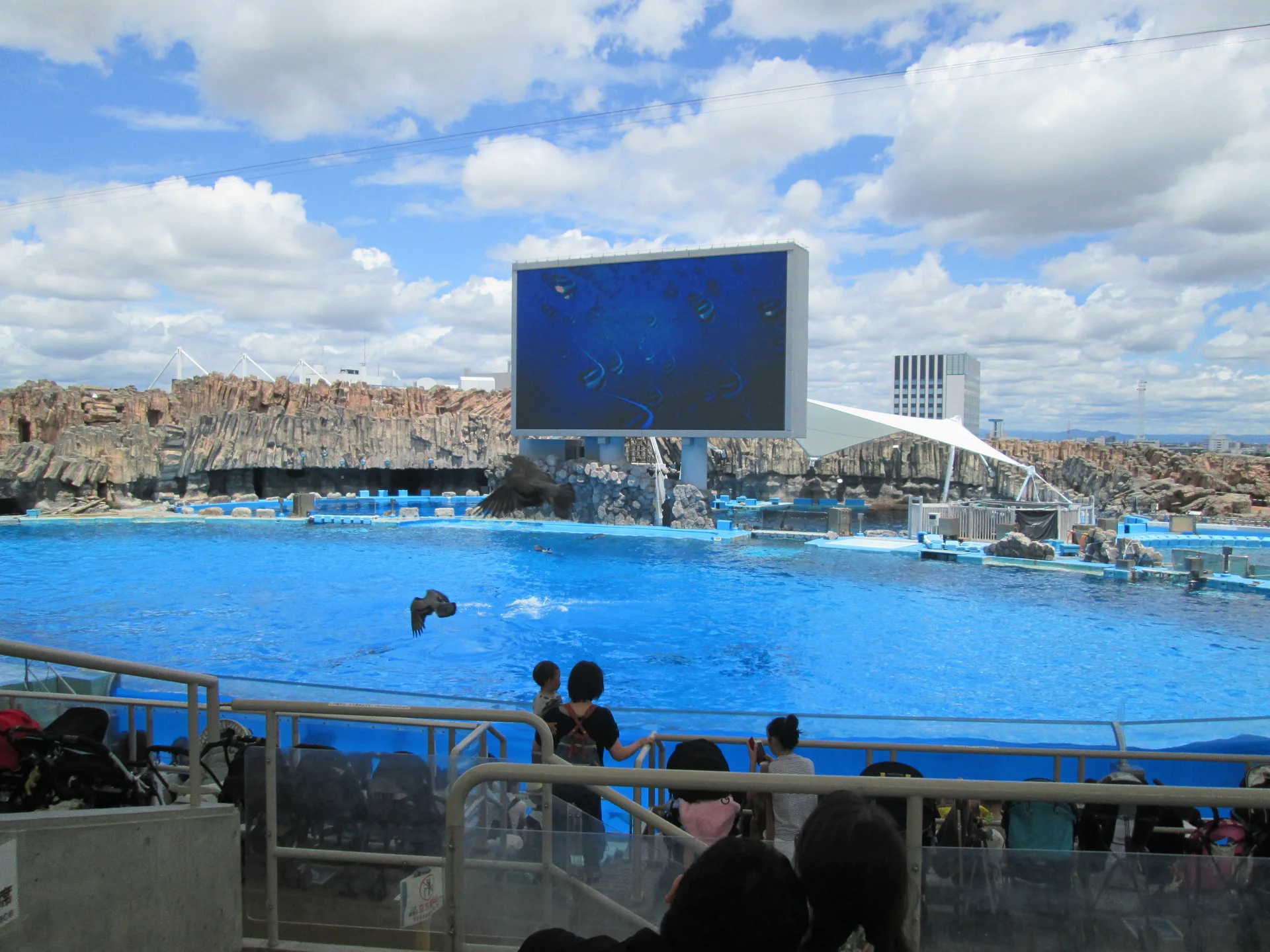 Dolphin stadium at Port of Nagoya Public Aquarium as a timing anchor for a half-day visit