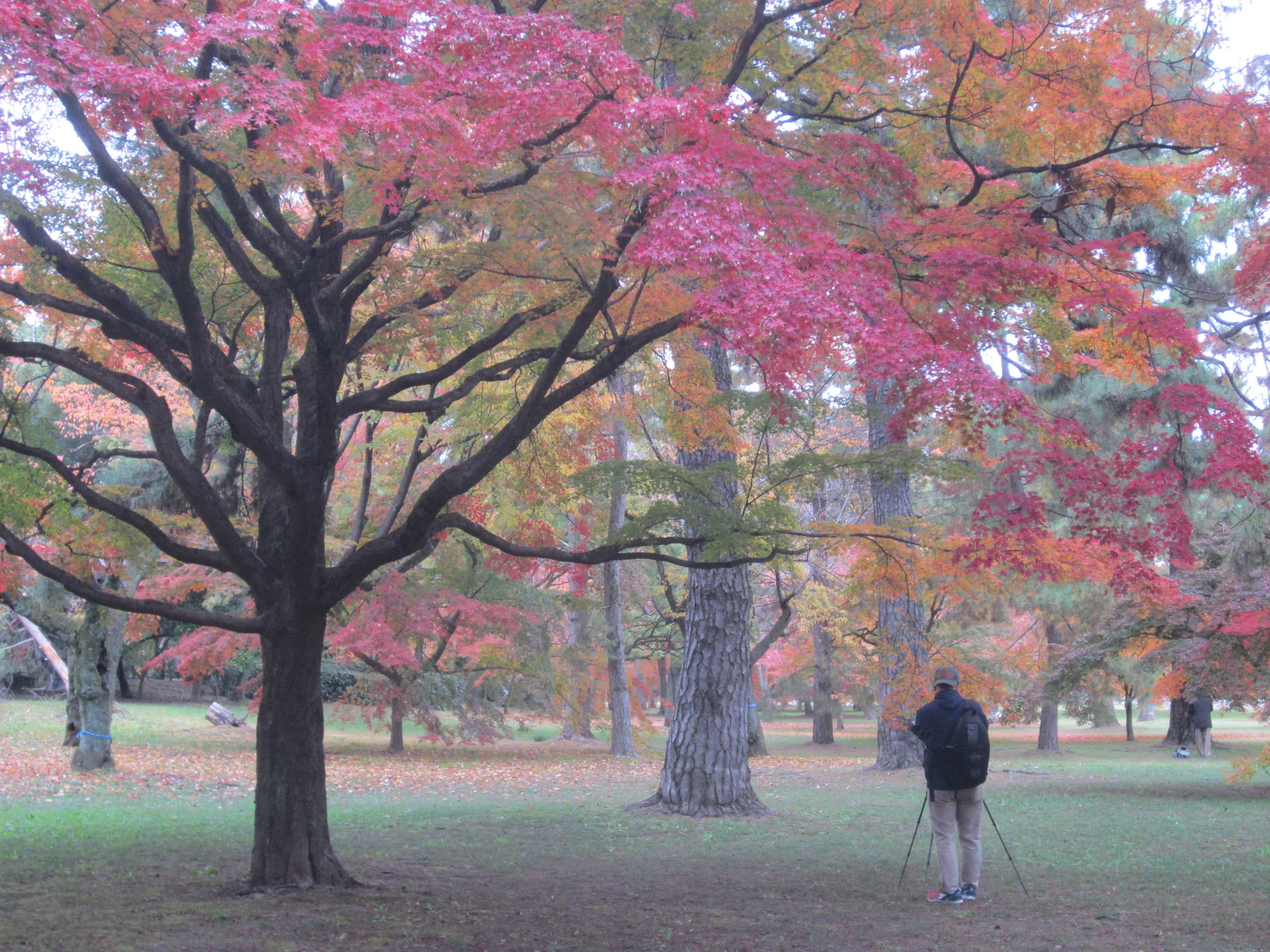 Free Autumn Leaves in Kyoto 2026: Parks, Paths, Ginkgo and Routes — Japan travel guide