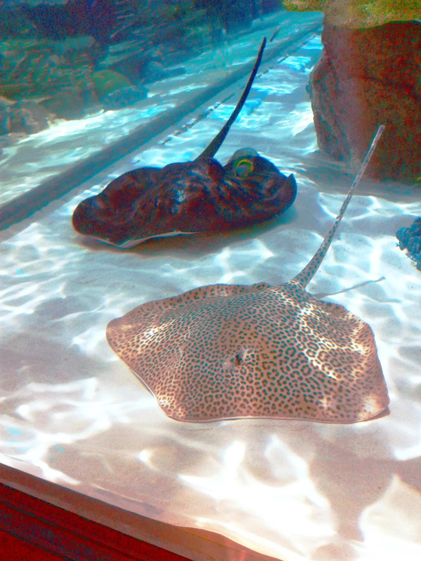 Marine-life exhibits inside Port of Nagoya Public Aquarium, useful for filling the gaps between scheduled programs