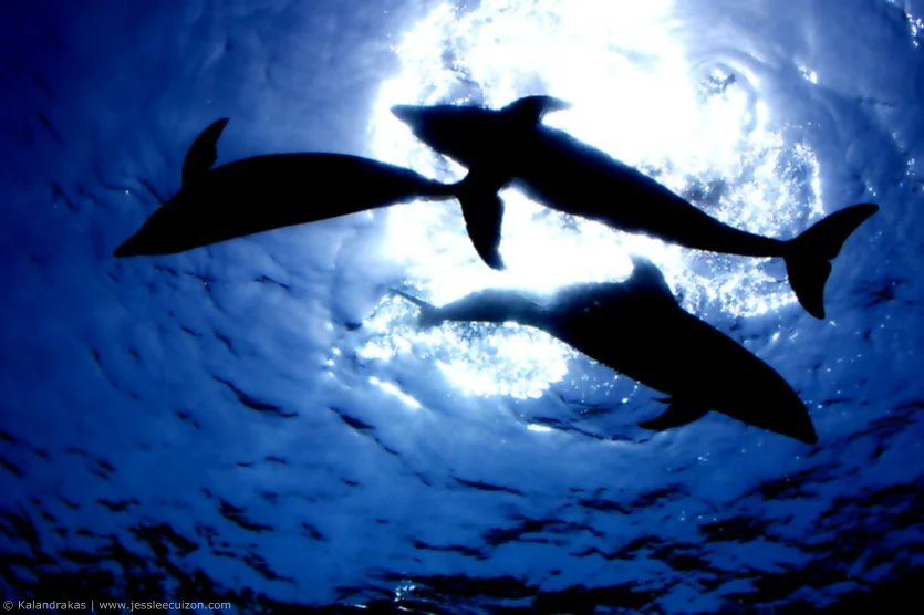 Dolphins at Yokohama Hakkeijima Sea Paradise, where Aqua Resorts suits visitors prioritizing the four aquariums