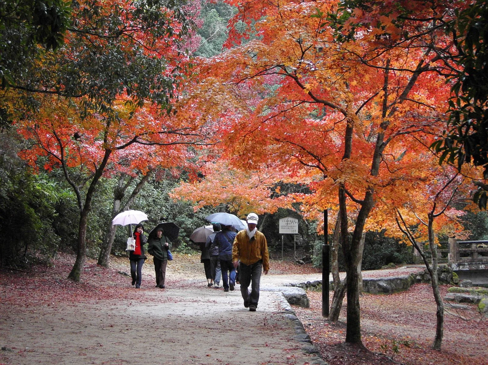 Autumn maple colours on Miyajima Island in Hiroshima, a lower regional option after high mountain foliage has faded