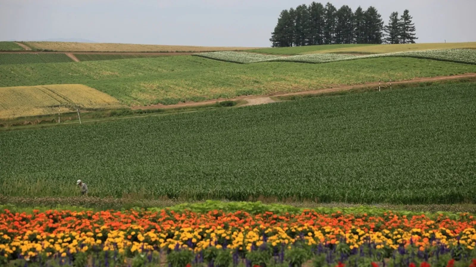 Biei’s summer hills are the distinct experience you should be buying when you spend one of five Hokkaido days crossing regions