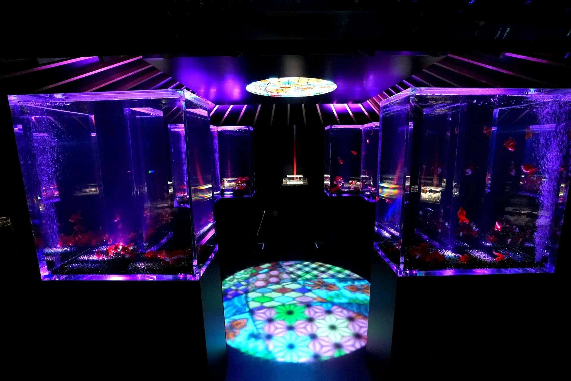 Kinyo no Iori Bosuian new area at Art Aquarium Nagoya 2026