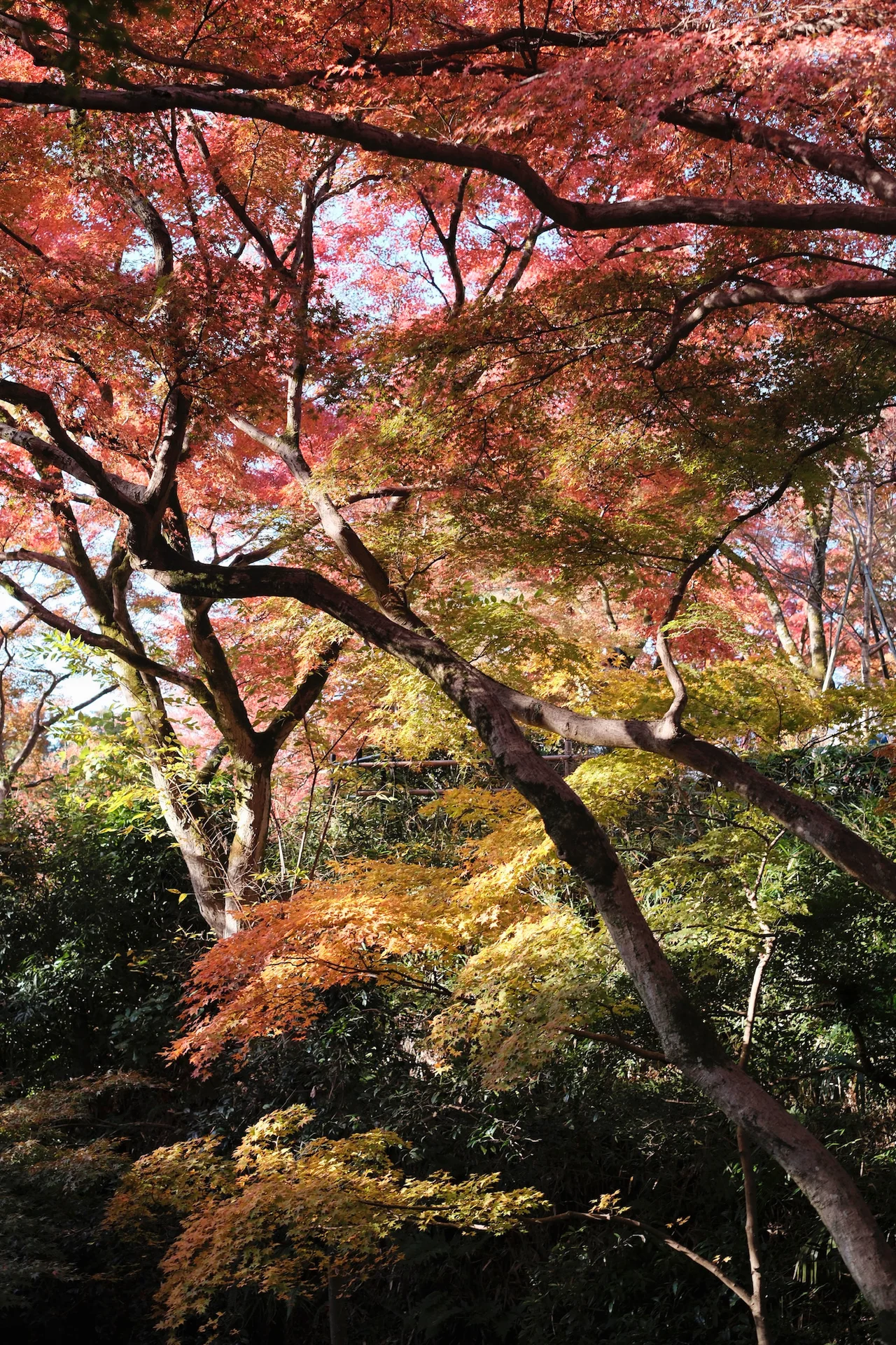 Sanzenin moss garden and earlier foothill autumn colour in Ohara Kyoto