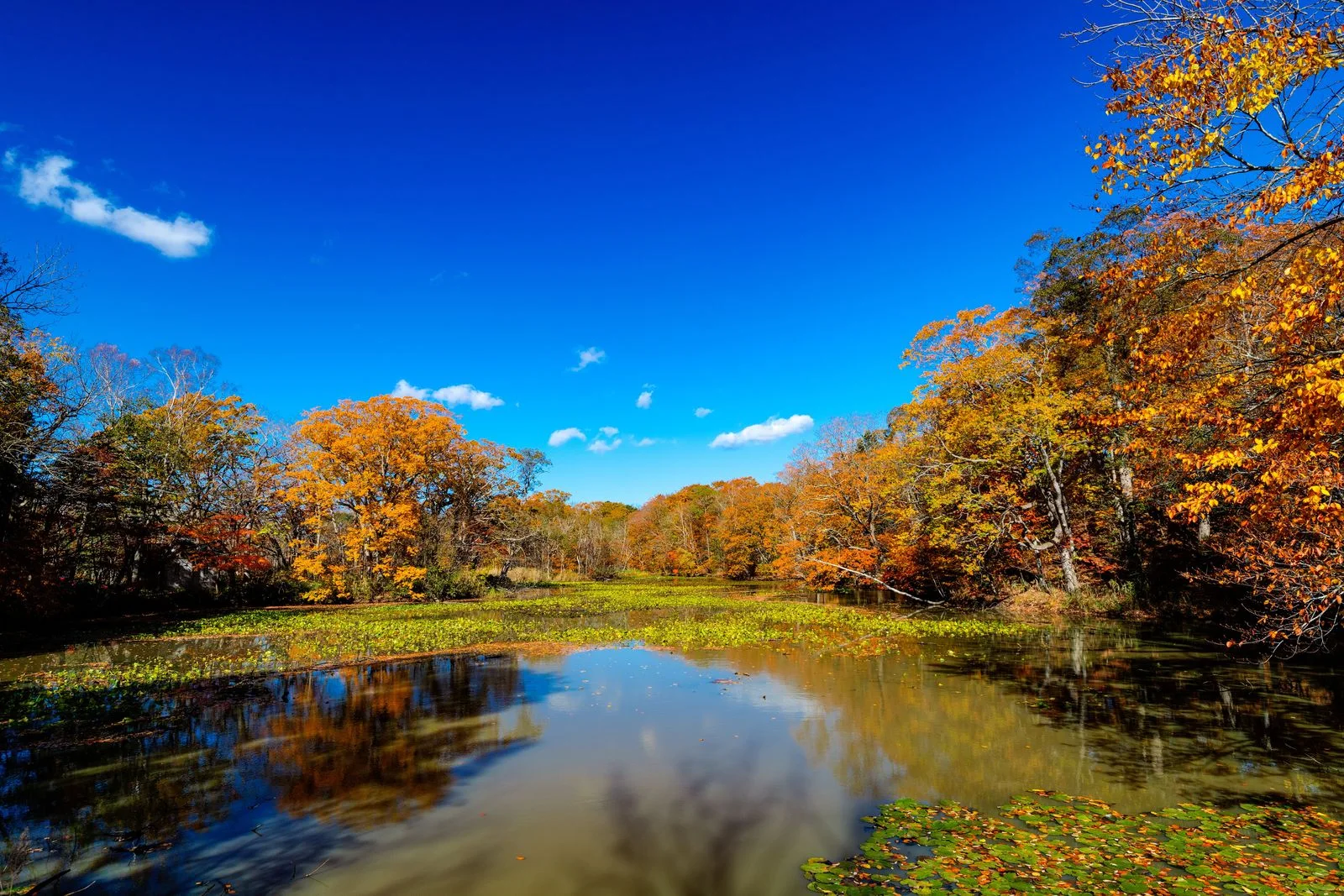 Late autumn at Onuma near Hakodate in Hokkaido's later southern foliage window