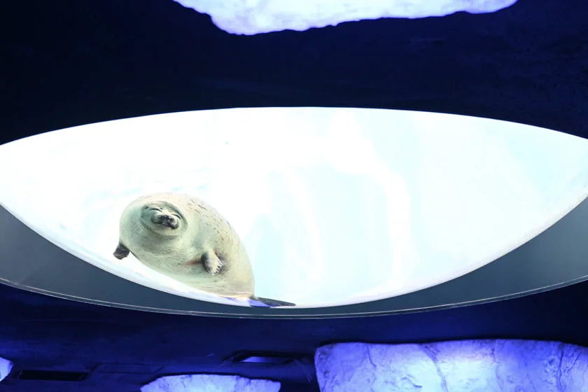 Ringed seal and underwater Arctic viewing area at Osaka Aquarium Kaiyukan