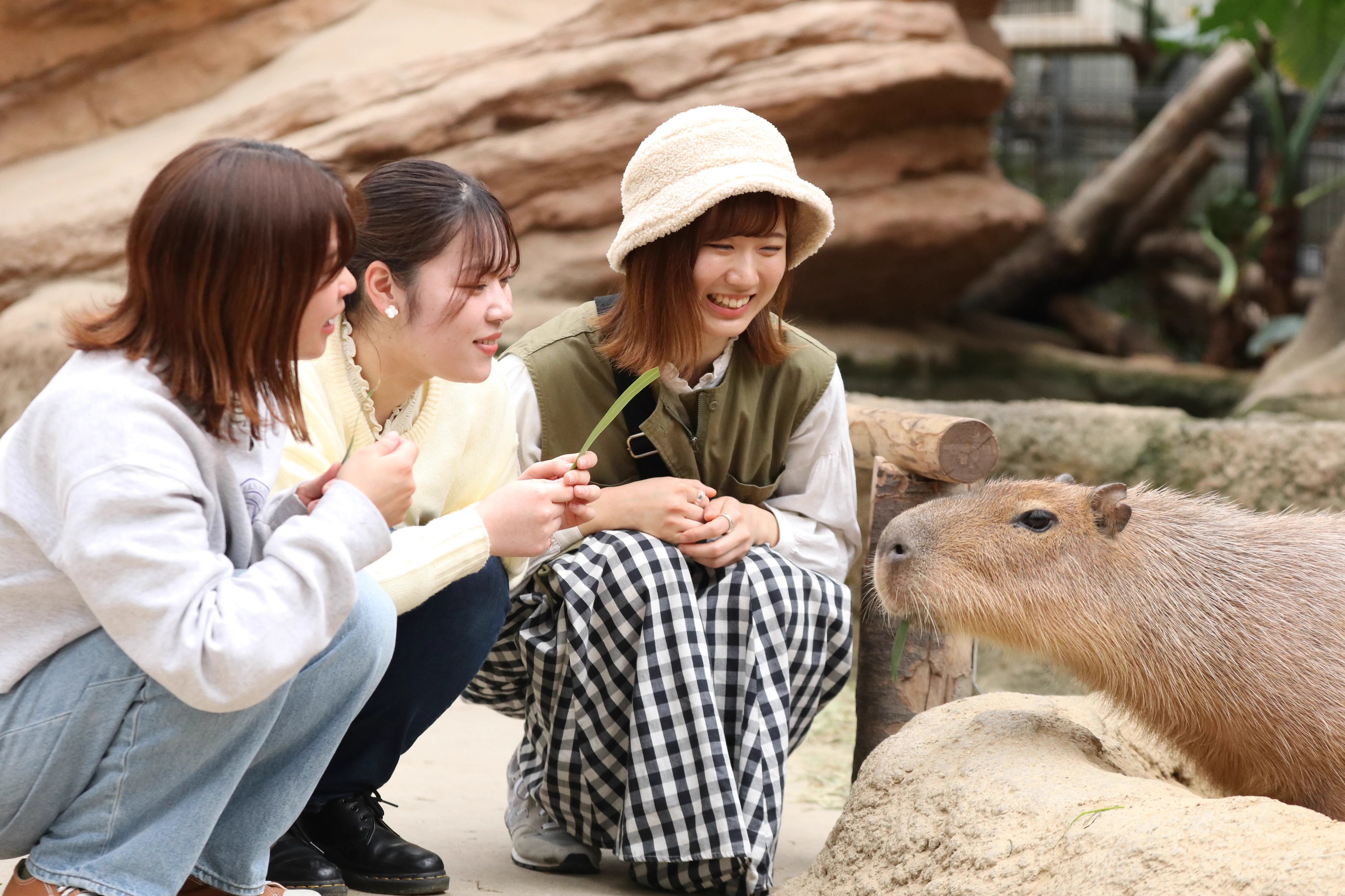 Capybara feeding encounter at Kobe Animal Kingdom
