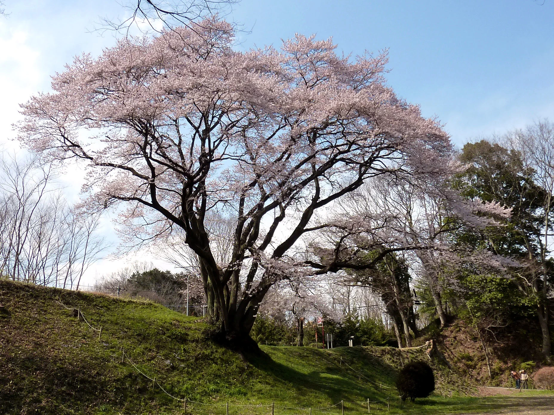 Ujikuni-zakura Edohigan cherry tree and castle landscape at Hachigata Castle Park