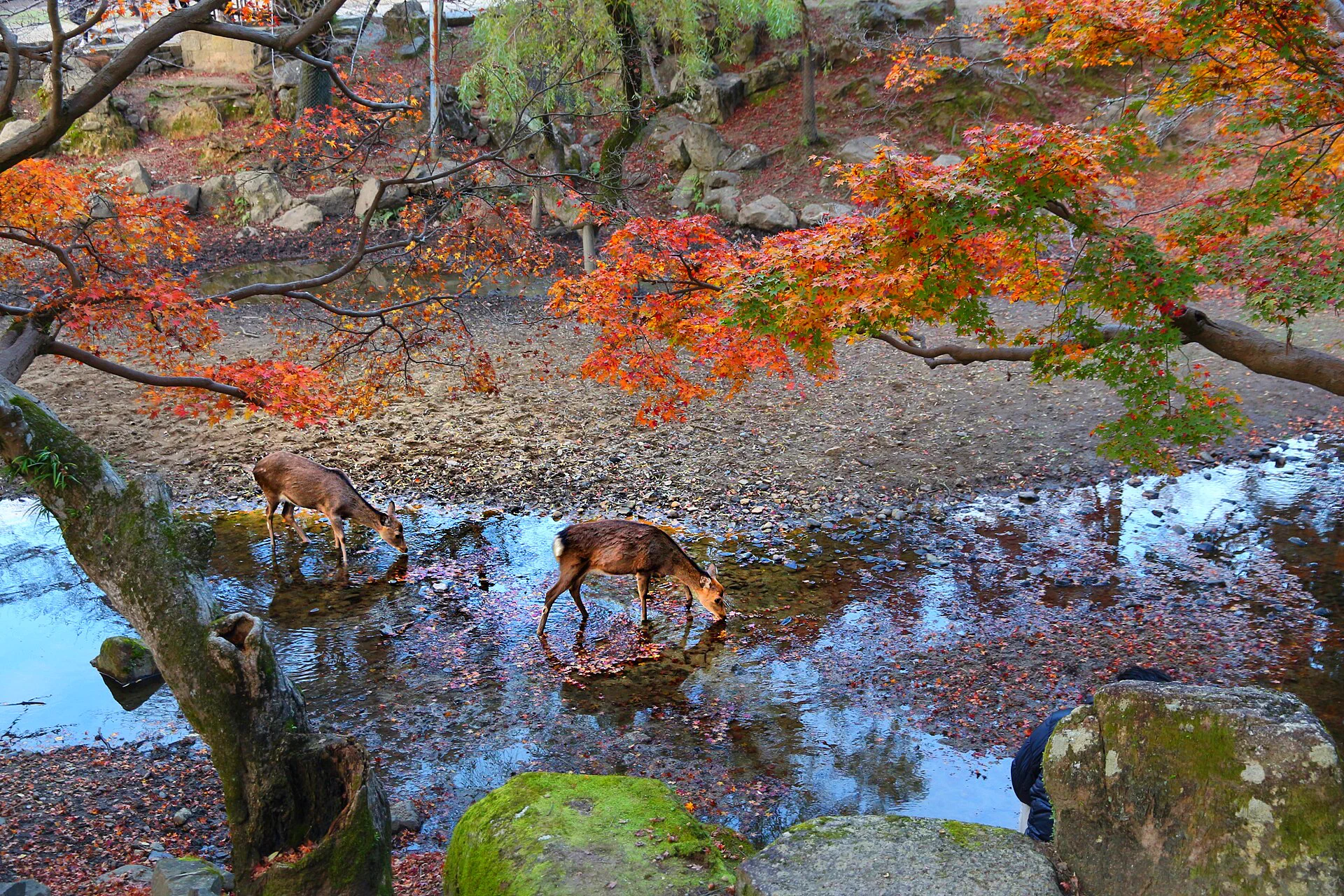 Nara Park deer: a solo Nara day works well as a low-reservation day where you can leave as soon as the core experience feels complete.