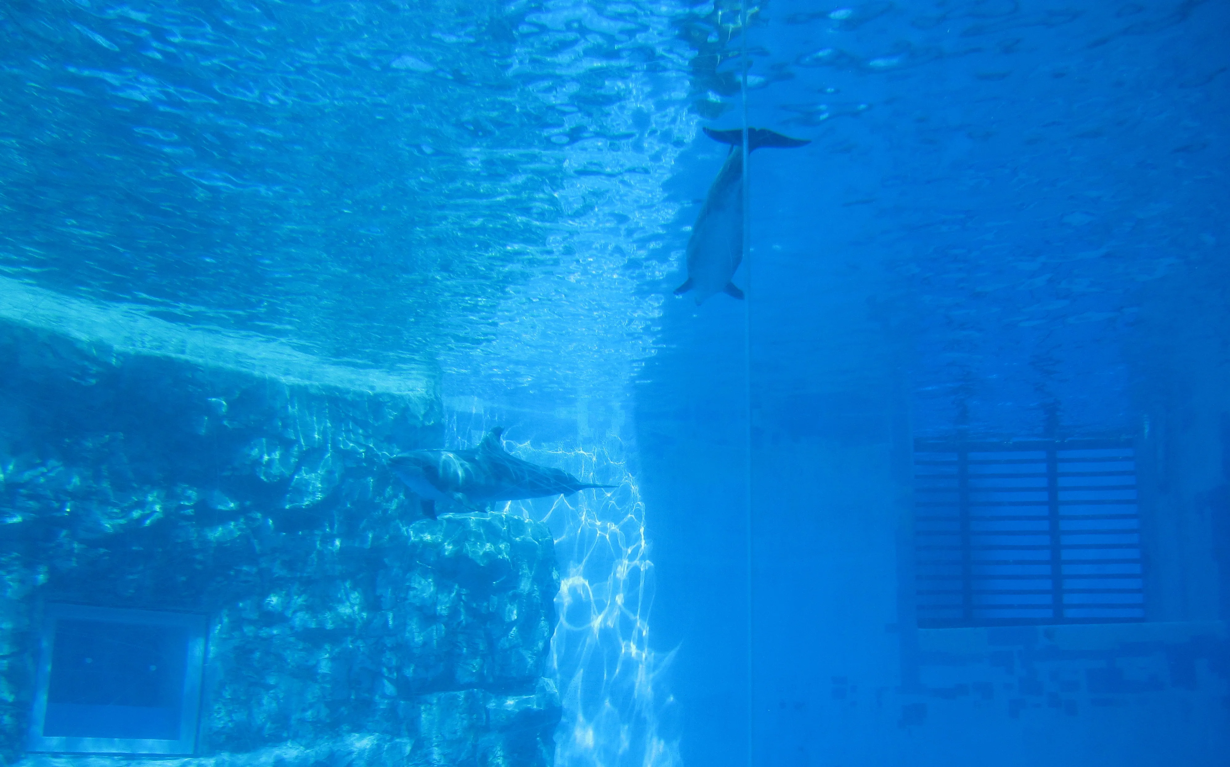 Bottlenose dolphins underwater at Port of Nagoya Public Aquarium, suited to a slower 3–4 hour visit