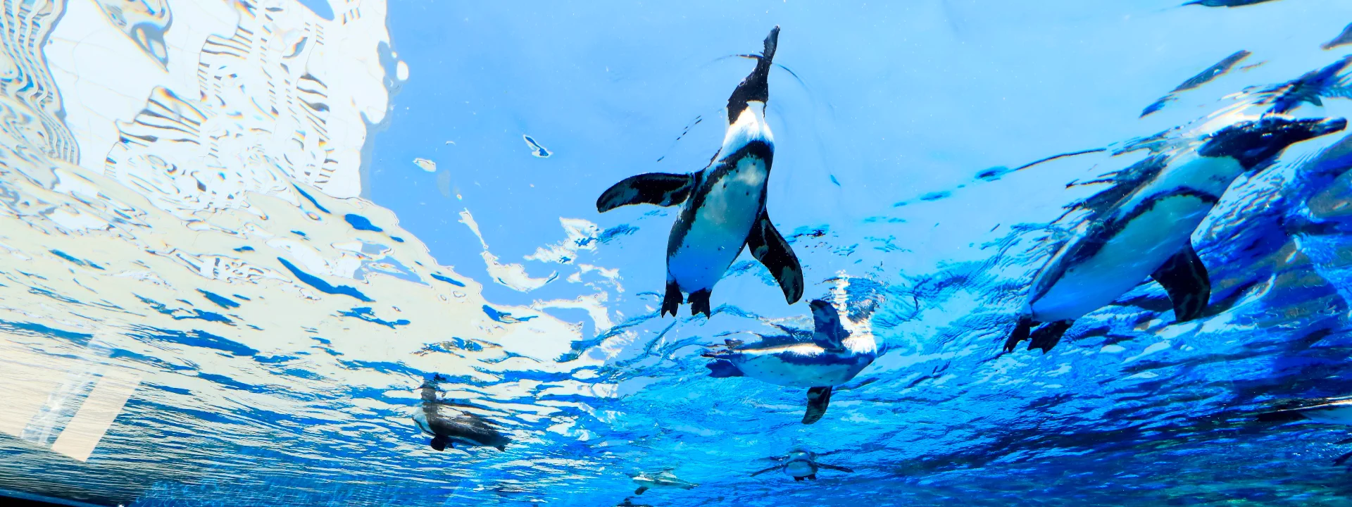 Sunshine Aquarium in Ikebukuro; with toddlers, it works best as one flexible half-day anchor rather than the first of several timed attractions