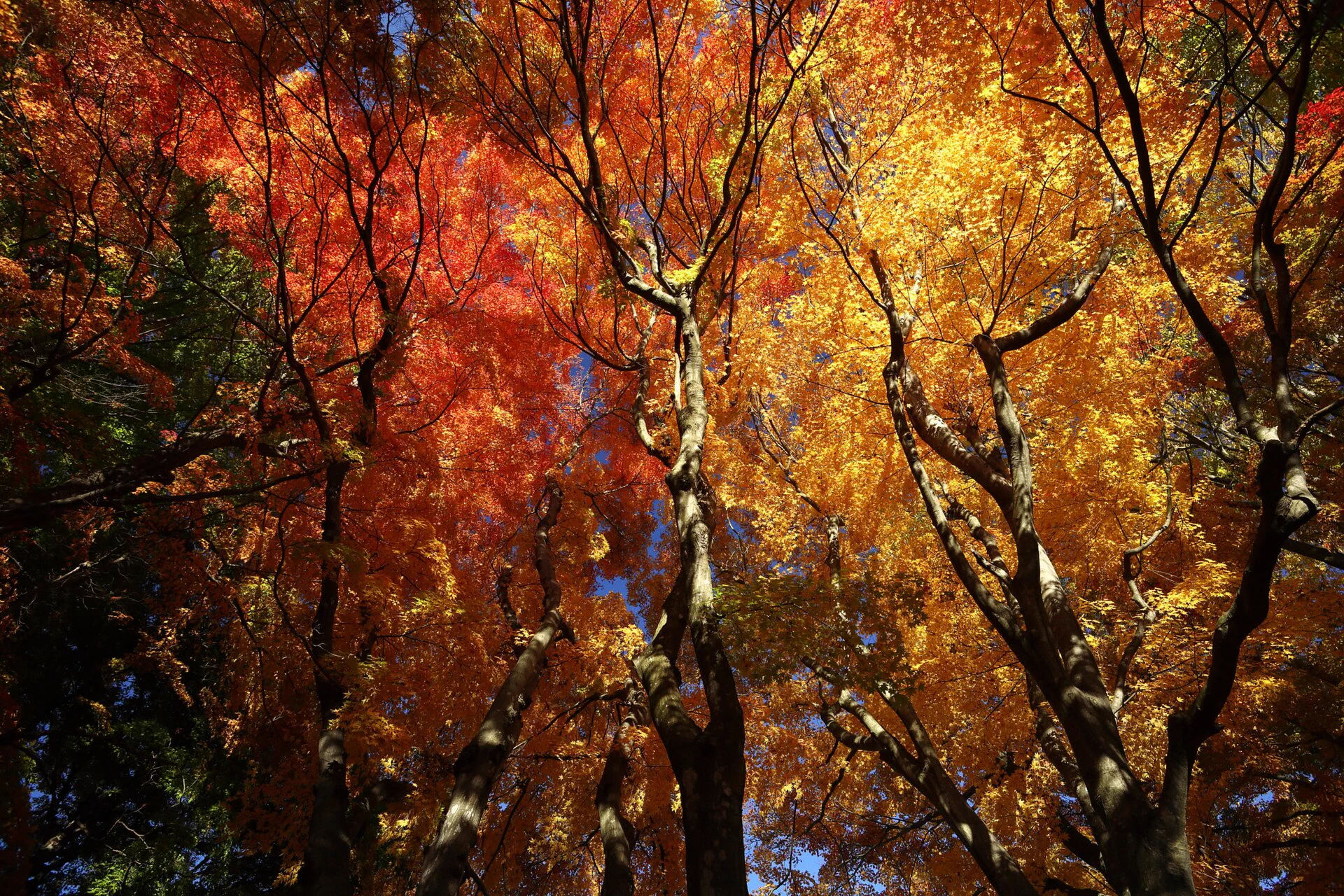 Close maple leaves near Lake Kawaguchi used to separate festival dates from foliage condition