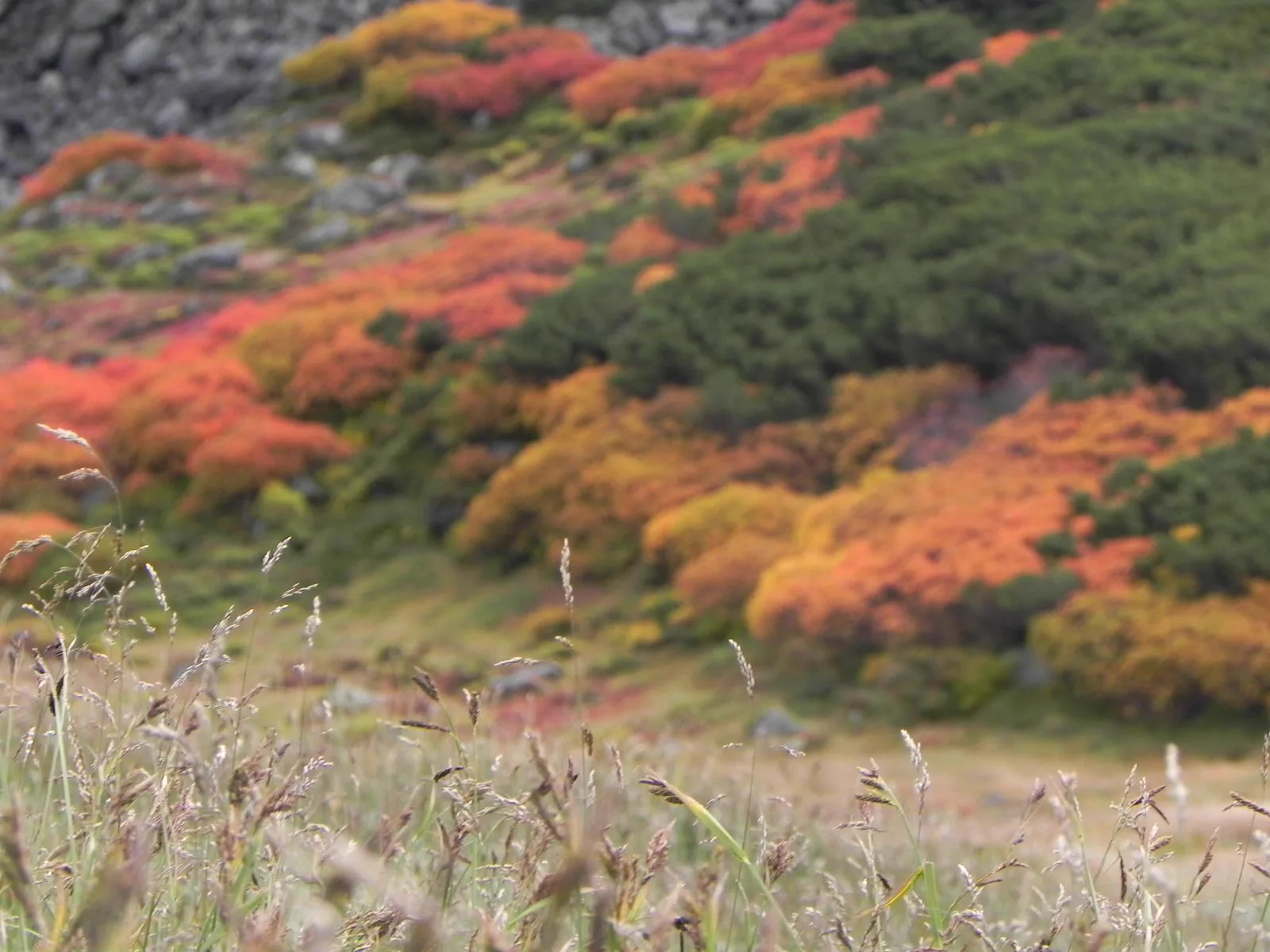 Autumn-coloured shrubs on an exposed Daisetsuzan trail above Ginsendai