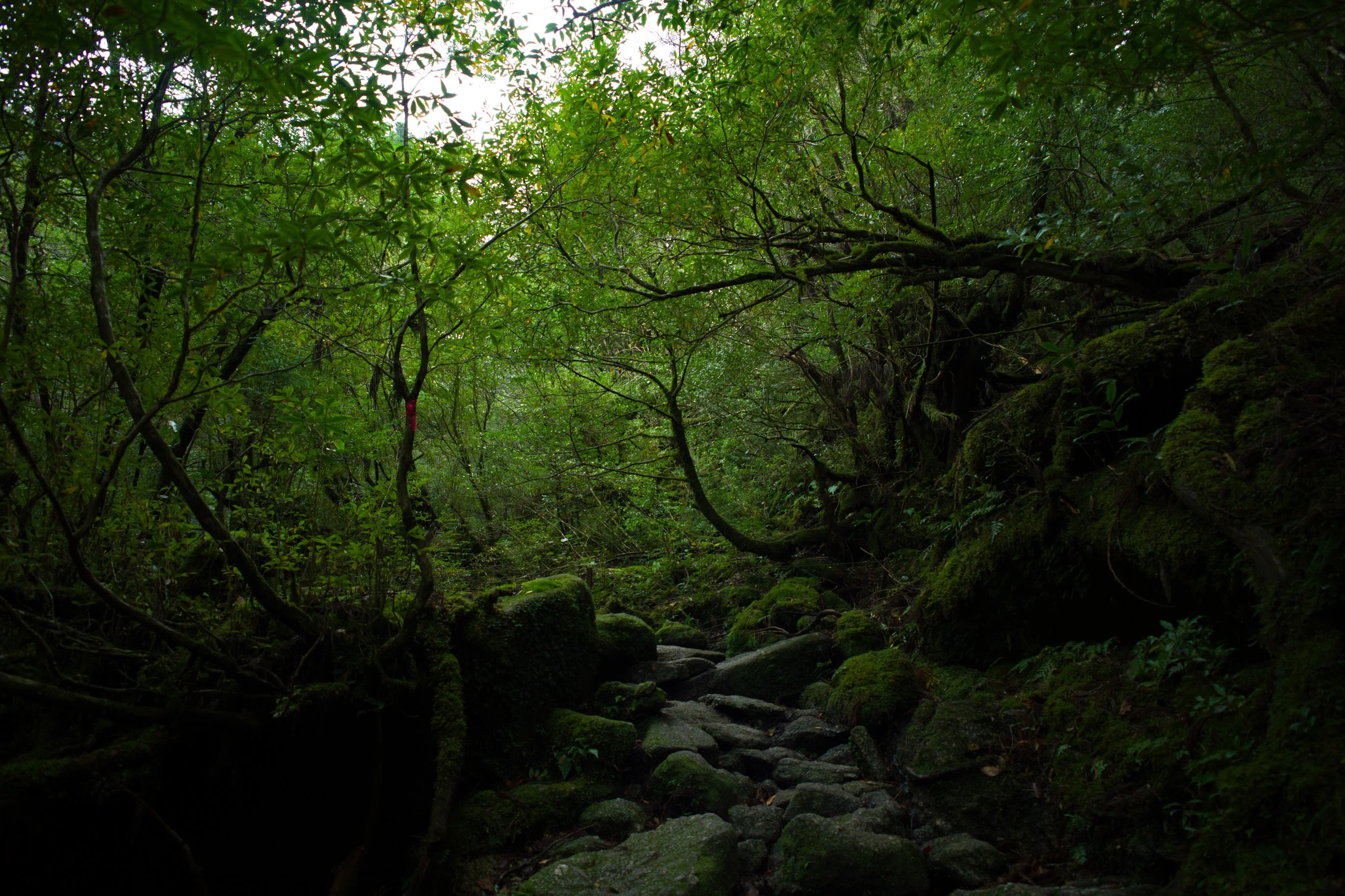 Moss forest on the Shiratani Unsuikyo and Taiko-iwa route in Yakushima. Its value is the forest atmosphere and viewpoint, not simply being shorter than Jomon Sugi.