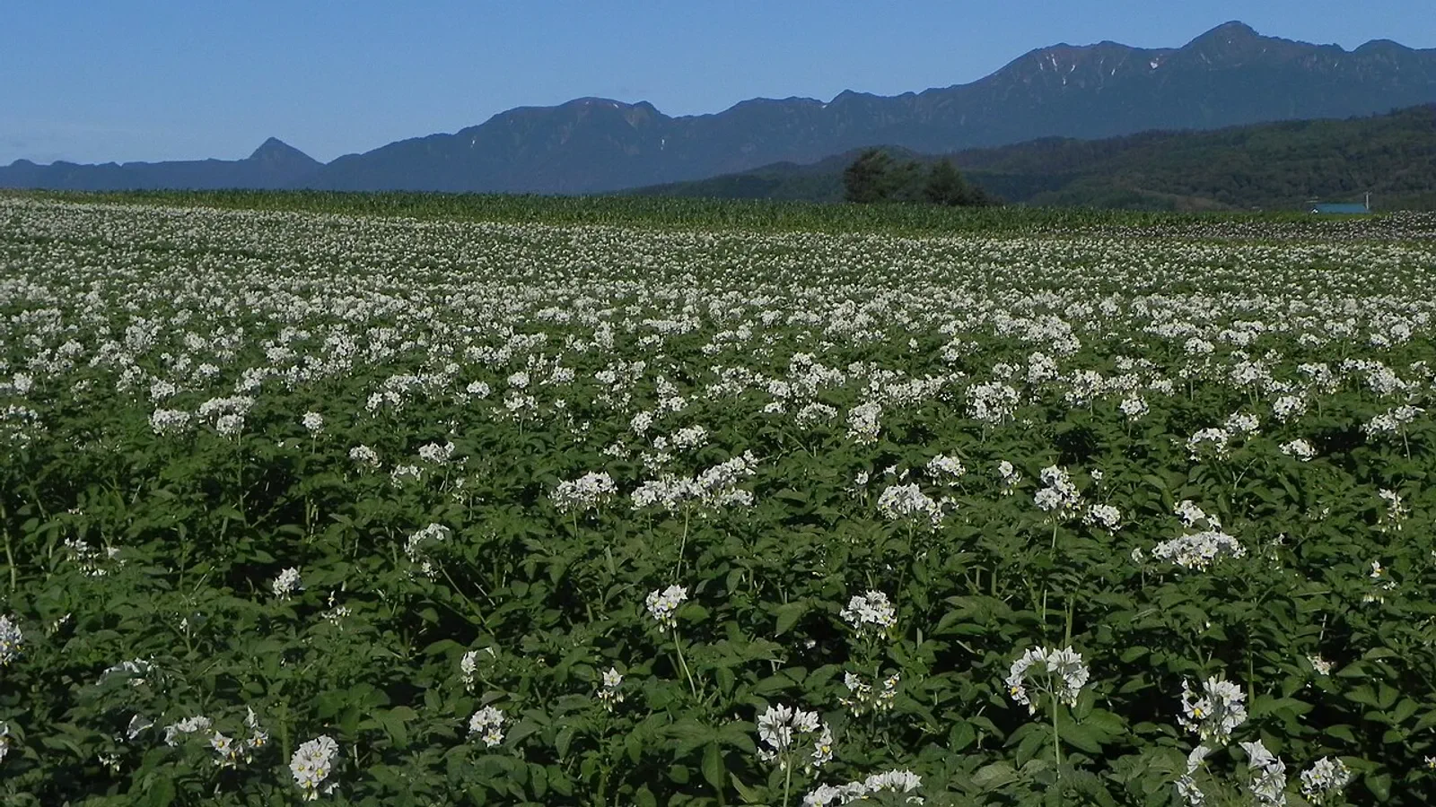 Furano farmland and mountain scenery can be explored from one two-night family base instead of changing hotels between Furano and Biei