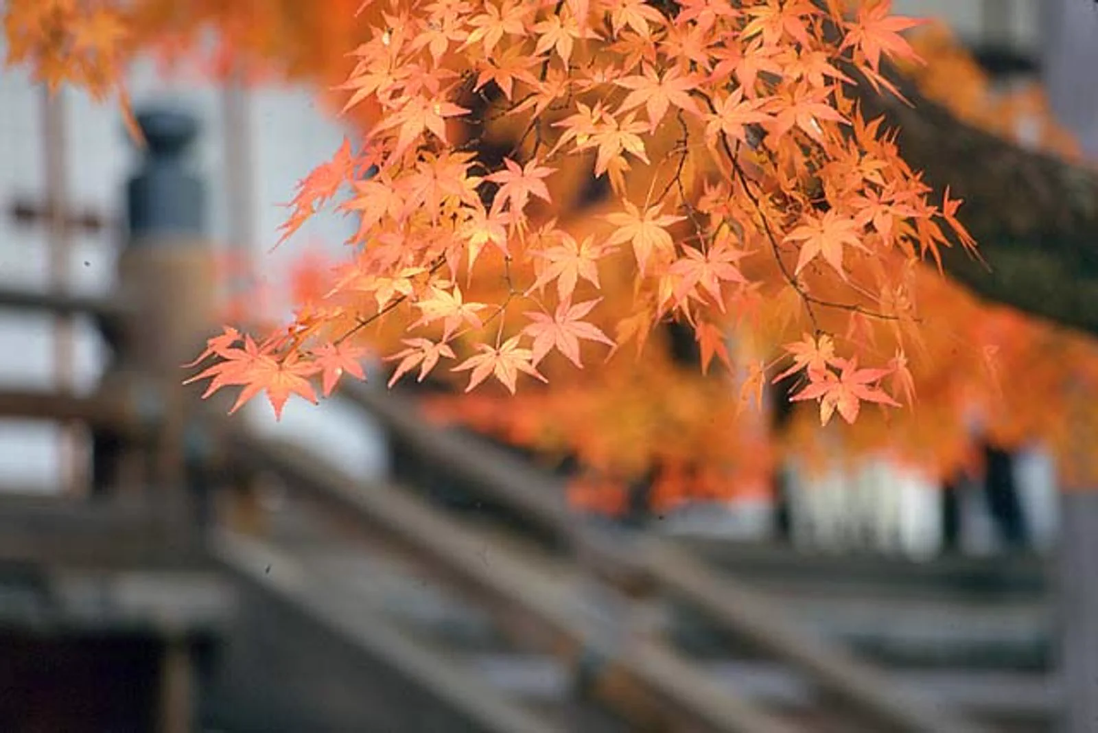 Eikando autumn leaves and temple architecture photographed with layered soft light