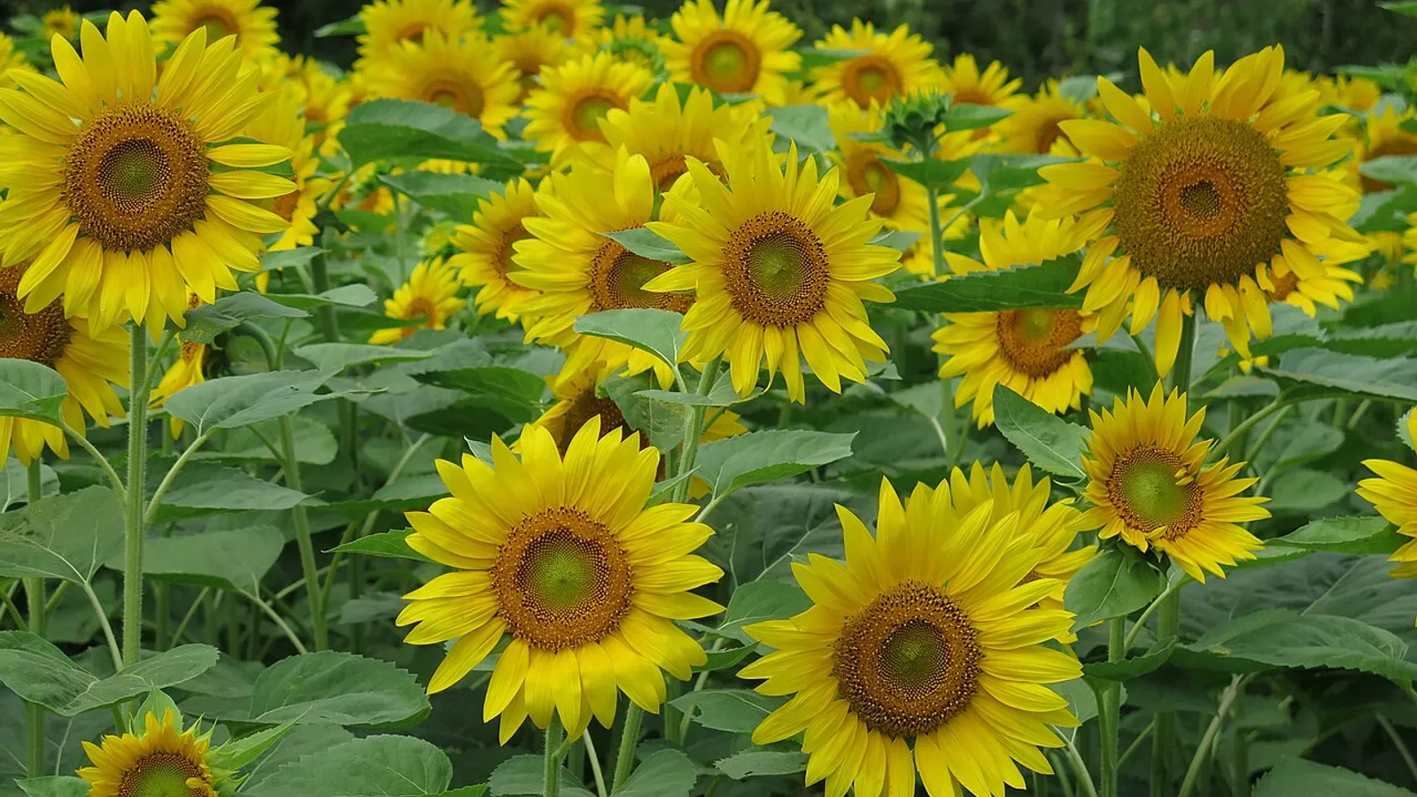 When summer Furano flower fields are an early-trip priority, entering through Asahikawa makes it easier to build a one-way Hokkaido route