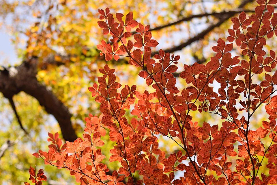 Lake Chuzenji autumn foliage illustrating the elevation shift before Tokyo city foliage peaks