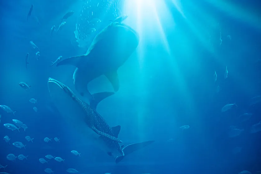 The Pacific Ocean tank at Osaka Aquarium Kaiyukan. The final day is kept flexible and only becomes an aquarium day if the first six days leave enough energy.