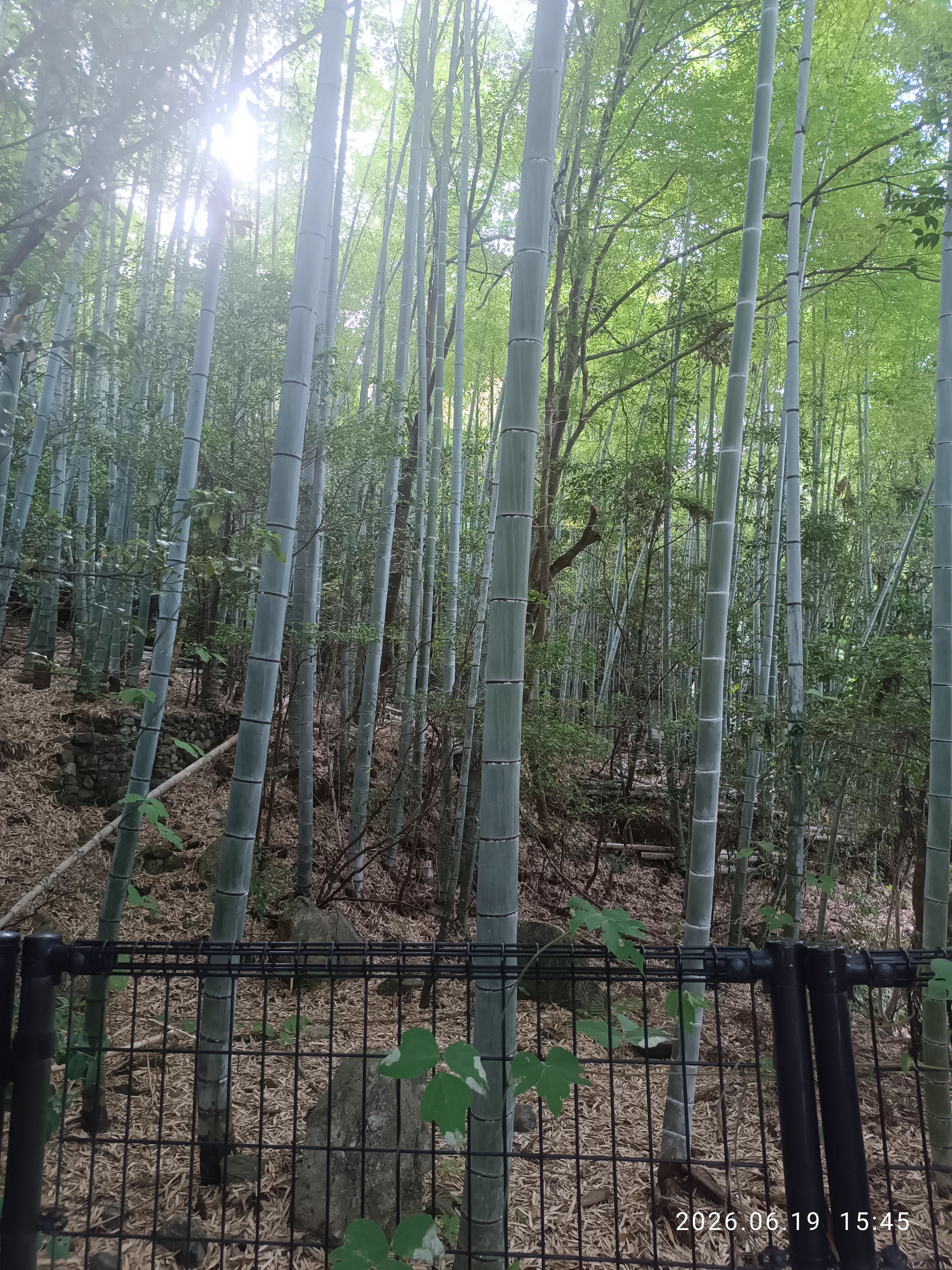 Arashiyama Bamboo Grove on a Kyoto day trip from Osaka, showing why Kyoto works better when you choose one direction