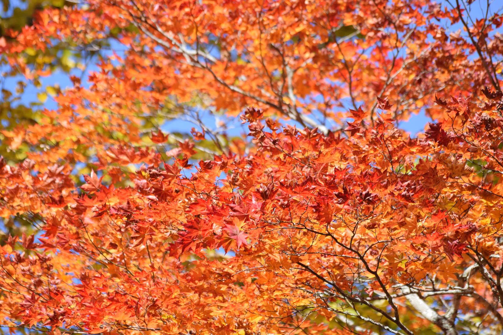 Late October foliage beside Lake Chuzenji in Okunikko