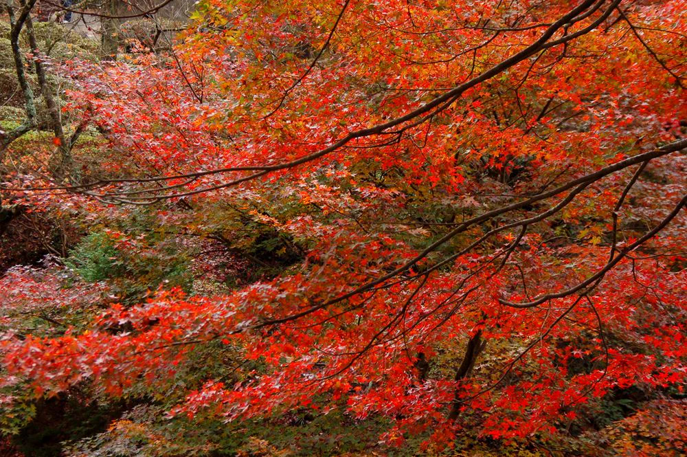 Daytime foliage and sloping garden paths at Mifuneyama Rakuen