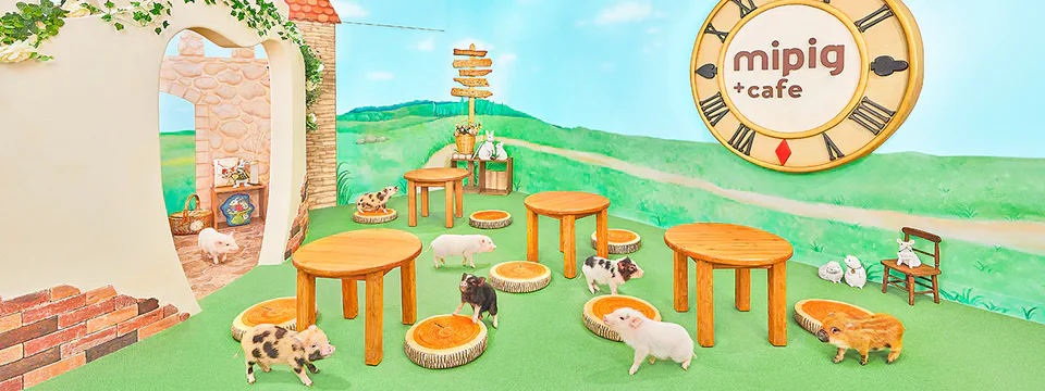 mipig cafe Fukuoka: Check Your Last 48 Hours Before You Book the 55-Minute Session — Japan travel guide