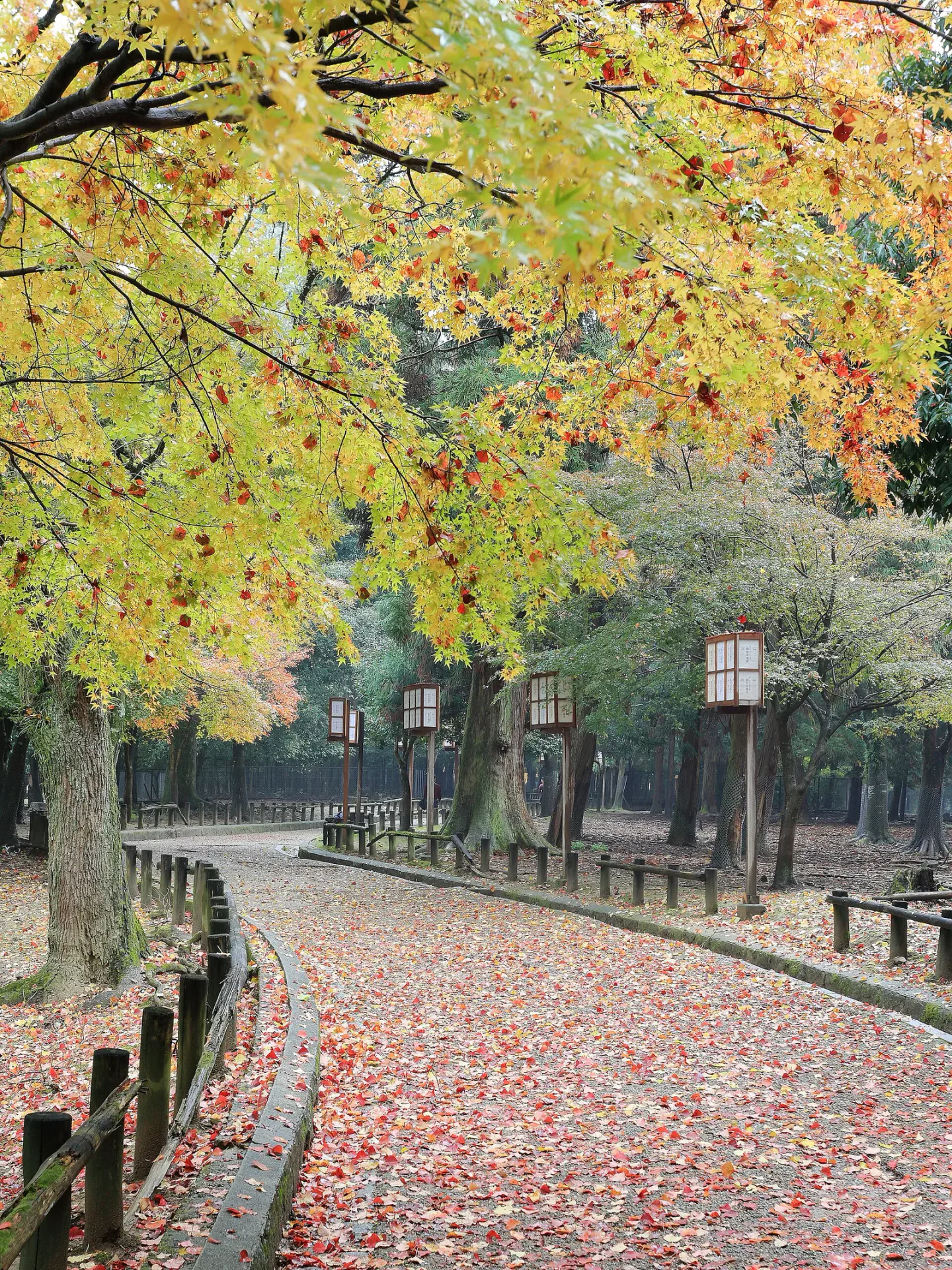 Things to Do in Nara: What Fits in a Real Day Trip?
