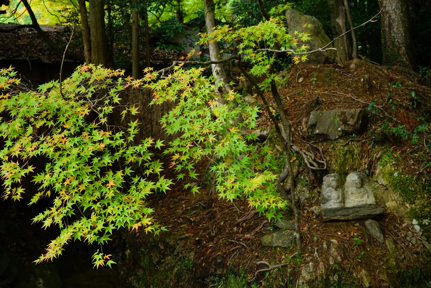 Kyoto Autumn Leaves November: Early, Mid and Late Routes — Japan travel guide