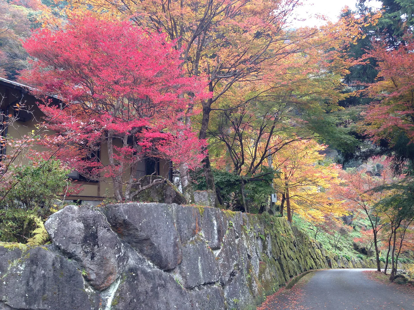 5- or 7-Day Kyushu Autumn Leaves Itinerary: Fukuoka, Yufuin, Beppu and Mountain Routes — Japan travel guide