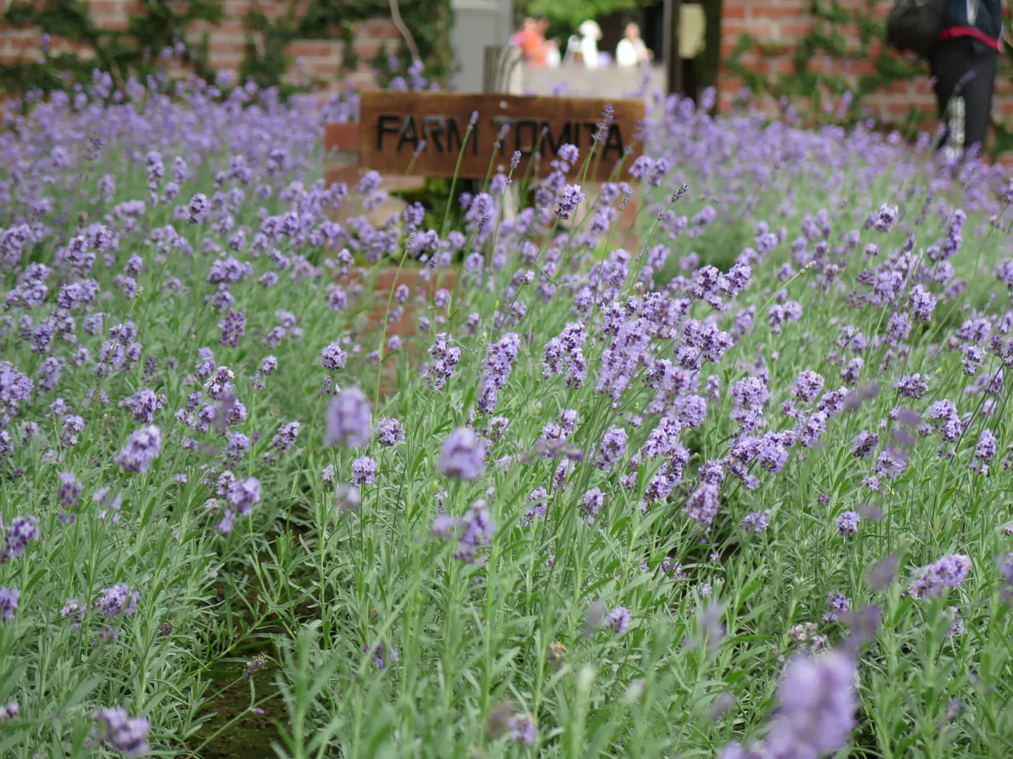 Furano Lavender Guide: Farm Tomita, Flower Timing and a One-Day Route — Japan travel guide