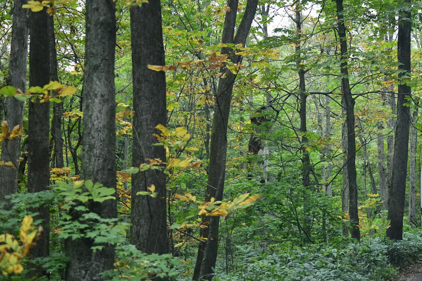 Towada forest foliage on a Tohoku-to-Tokyo two-week route