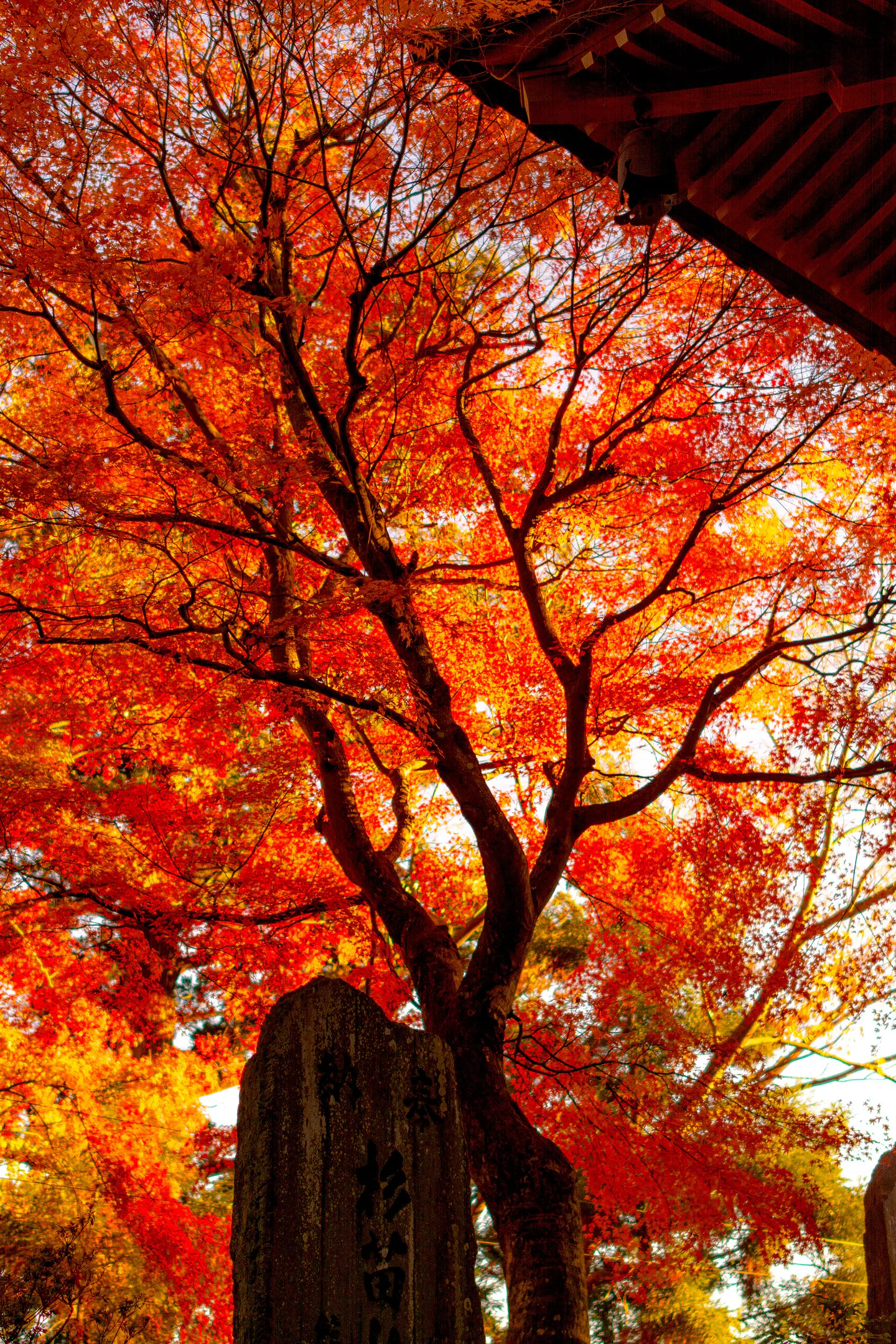 Tokyo Autumn Leaves: Timing for Mt. Takao, Okutama, Gardens and Ginkgo — Japan travel guide