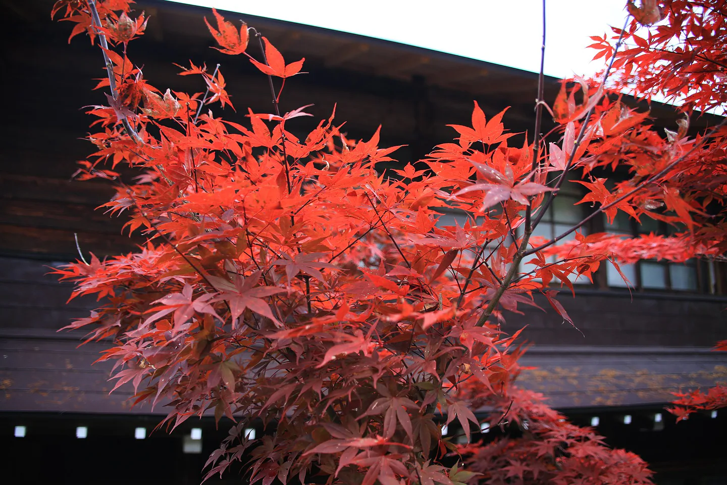 Shirakawa-go Autumn Leaves: Buses, Viewpoint, Luggage and Hotels — Japan travel guide