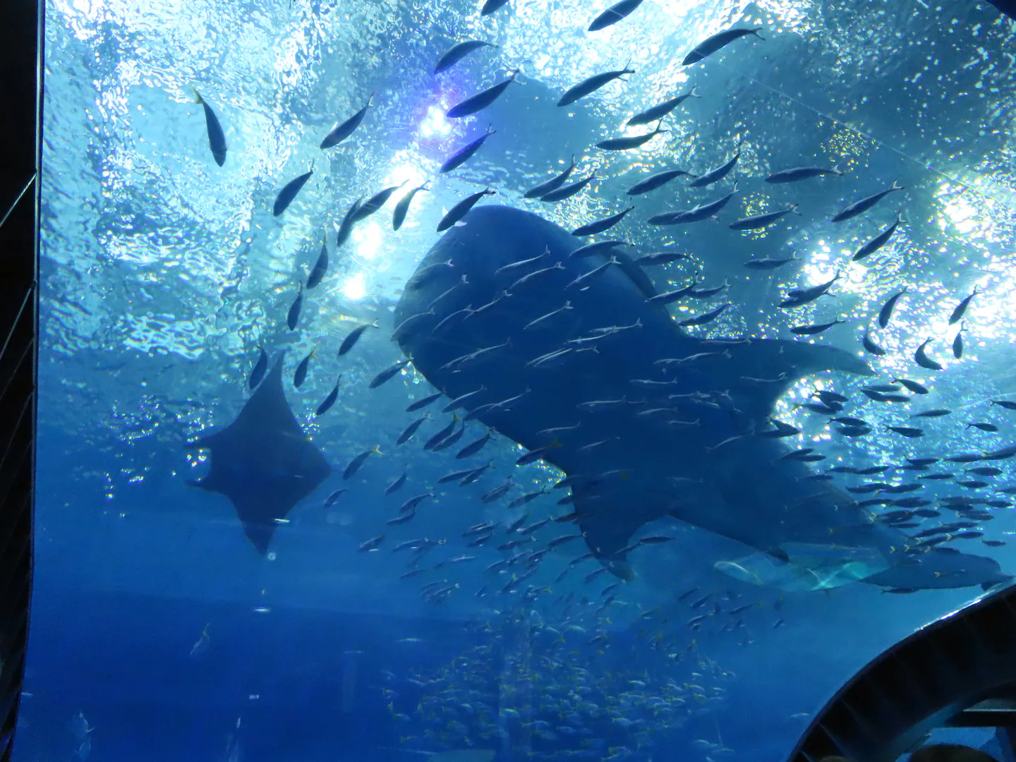 Okinawa Blue Cave Snorkeling: Boat vs Shore Entry — Which Should You Book? — Japan travel guide