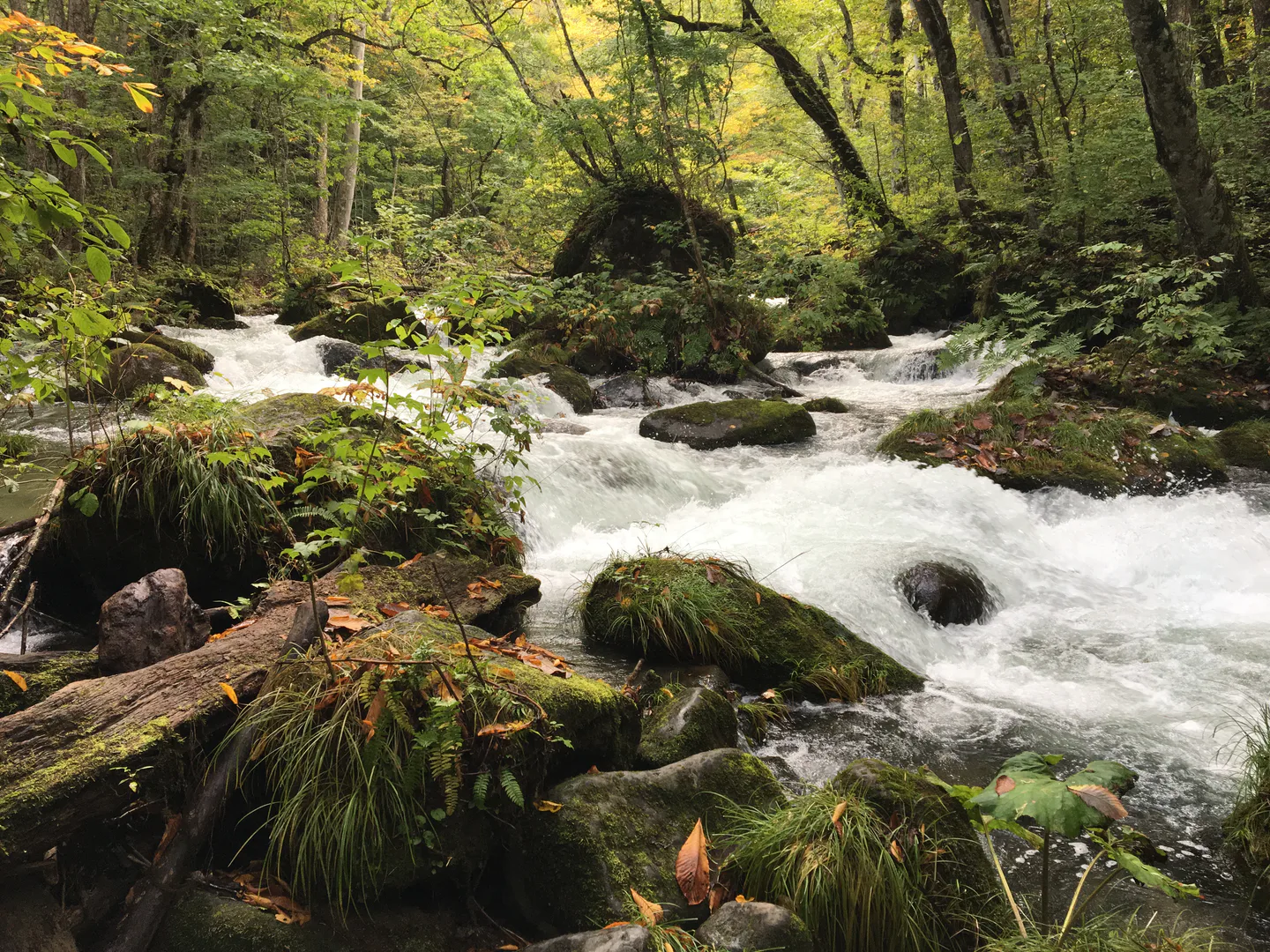 Oirase Stream autumn colour for higher and lower regional adjustment planning