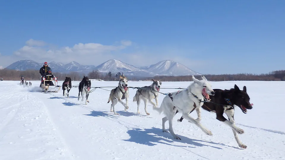 Hokkaido Dog Sledding 2026–27: Tokachi 6km or 10km+ vs a Sapporo Day Tour? — Japan travel guide